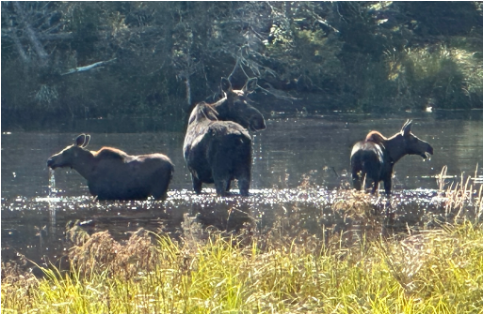 3 moose in water