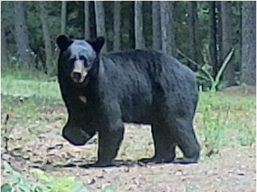 black bear