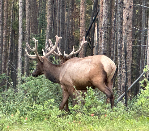 photo of elk